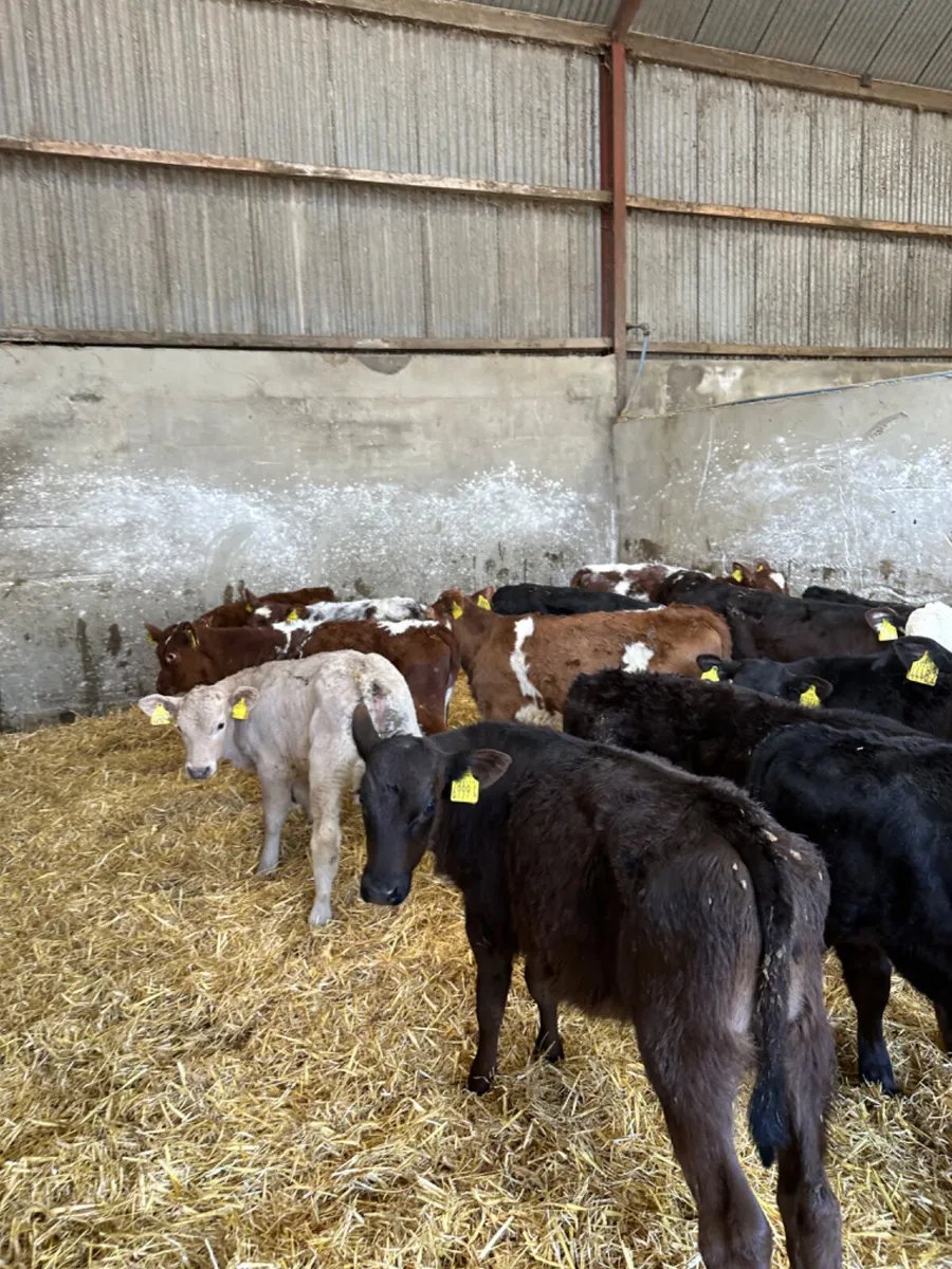 Reared bulls - Image 1