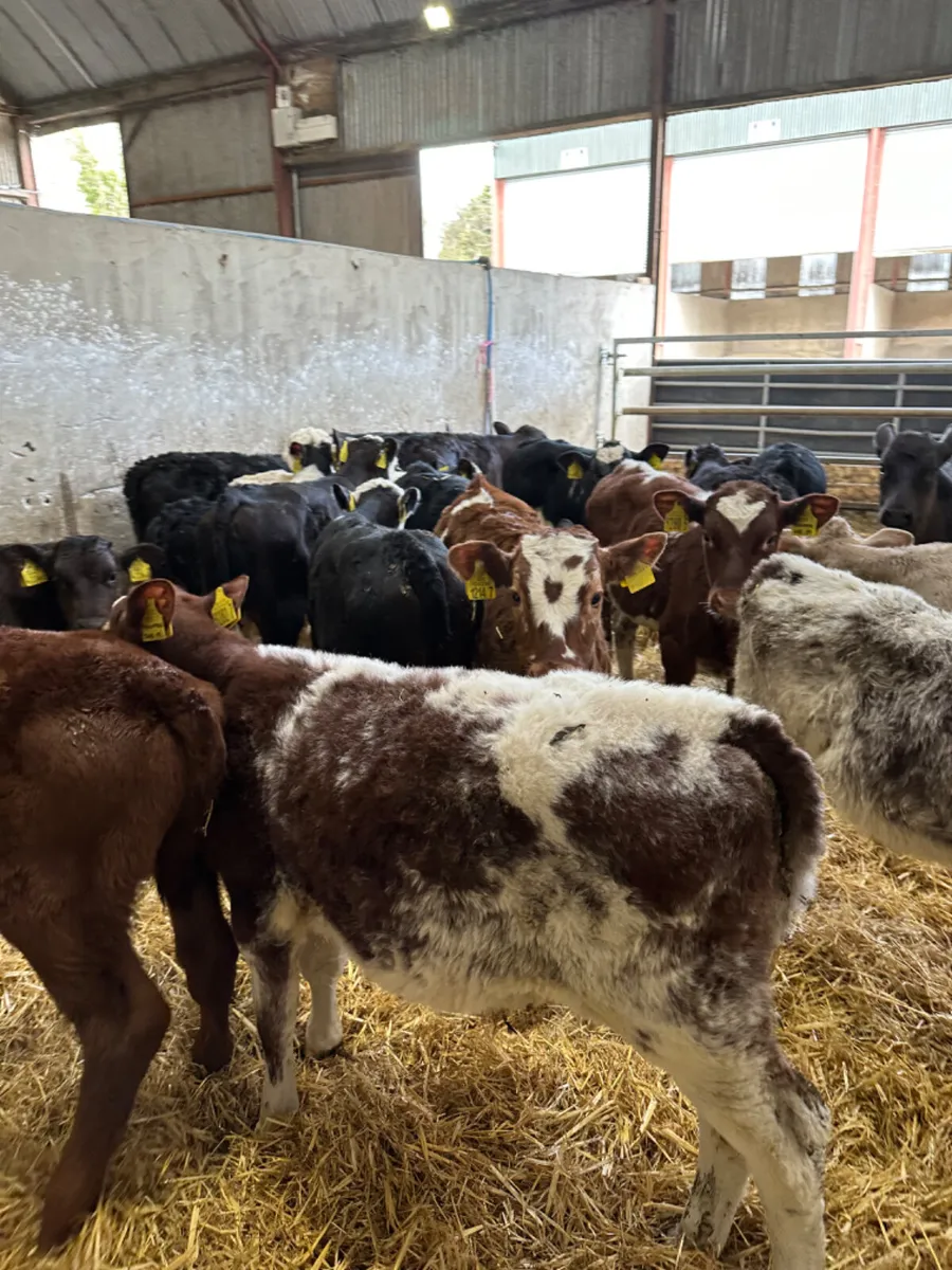 Reared bulls - Image 3