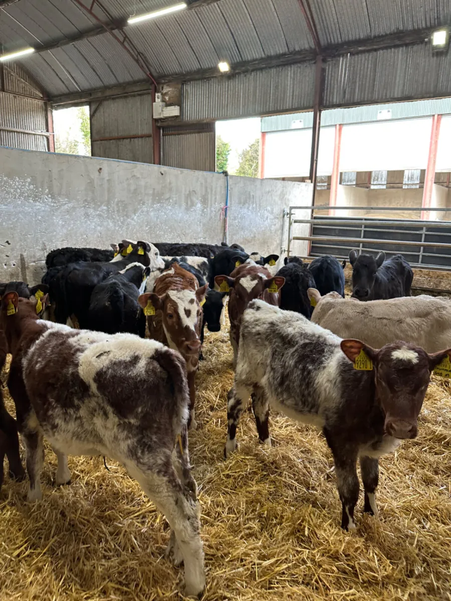 Reared bulls - Image 4