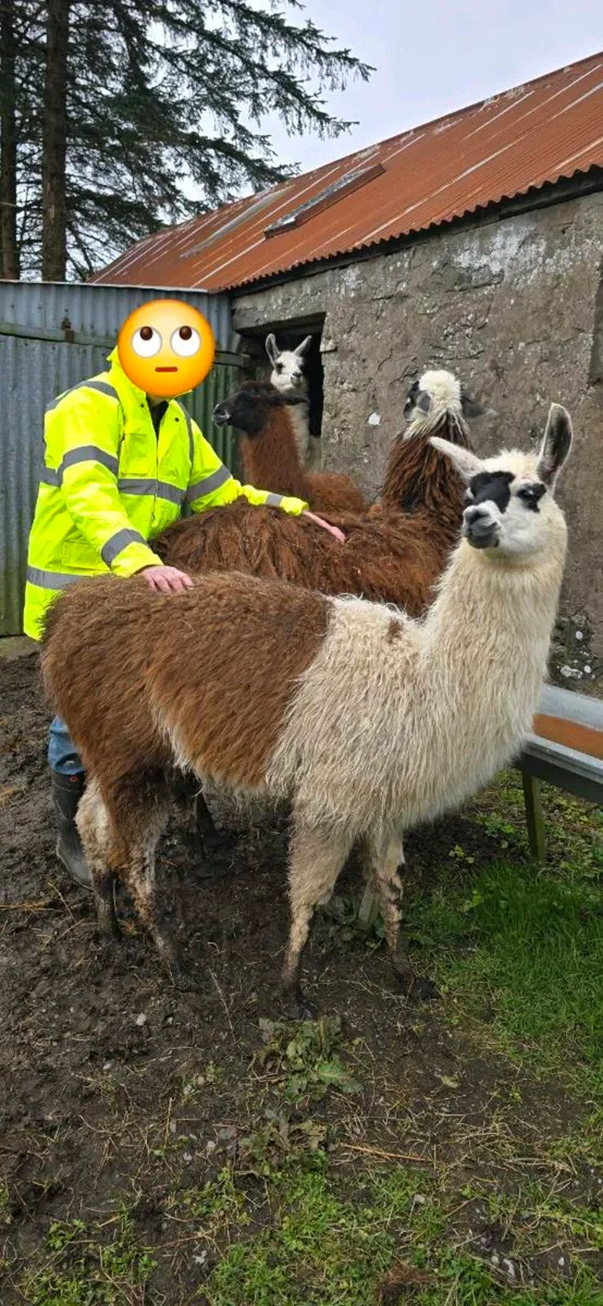 Llama - Image 4