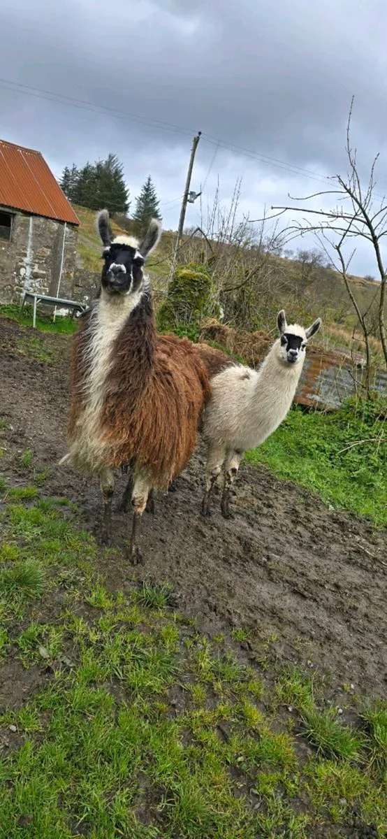Llama - Image 2