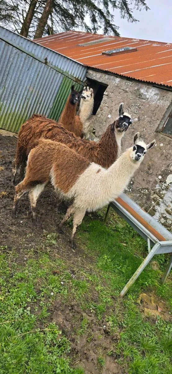 Llama - Image 3