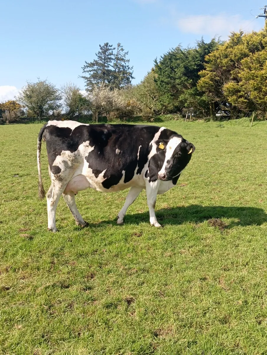 5 Incalf cows - Image 2