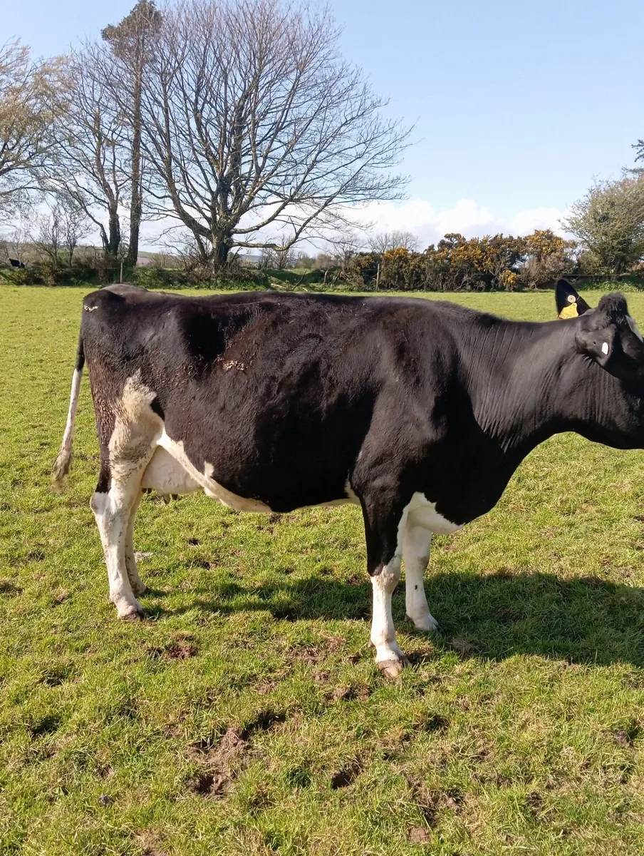 5 Incalf cows - Image 3