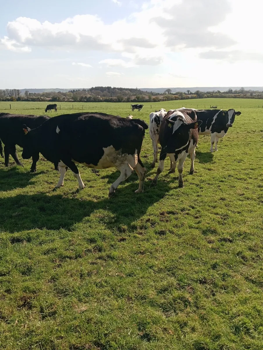 5 Incalf cows - Image 4