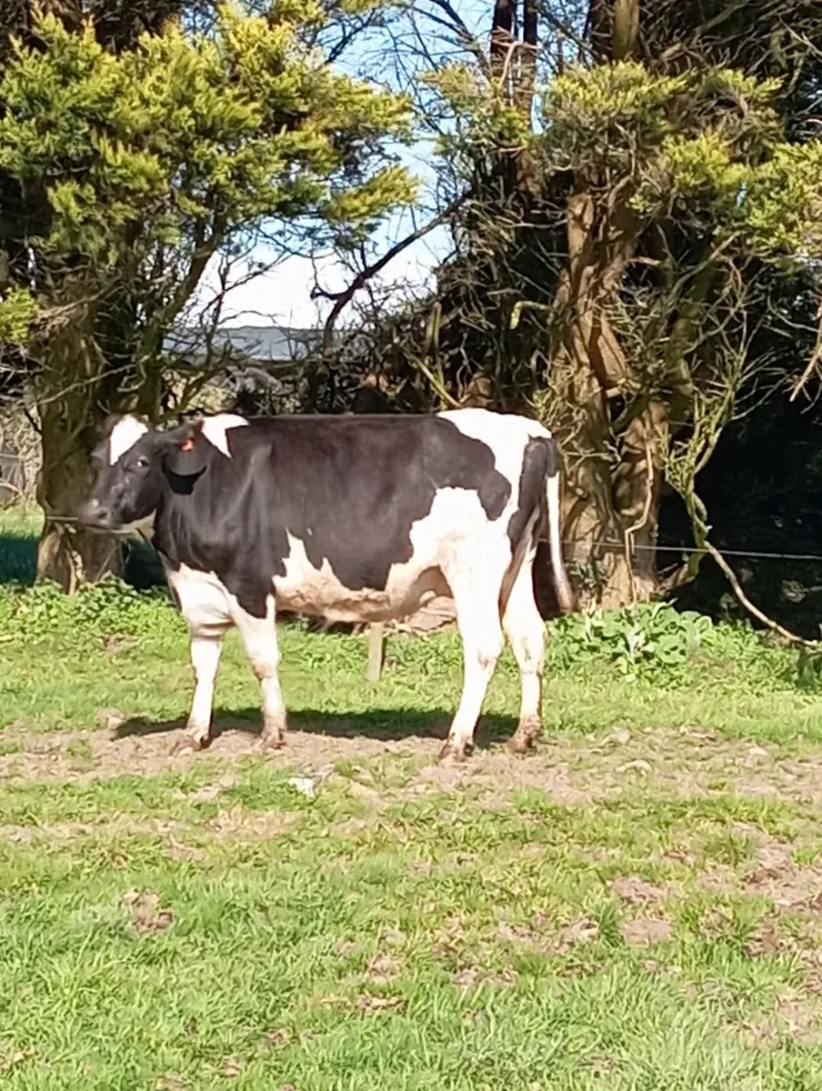 5 Incalf cows - Image 1