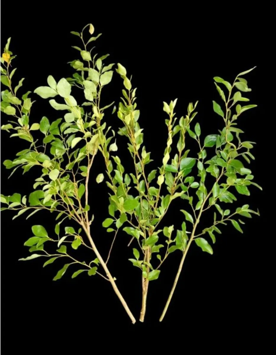 Griselinia Hedging plant cuttings 50 CENTS EACH