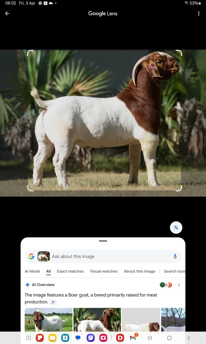 Boer Goats Wanted