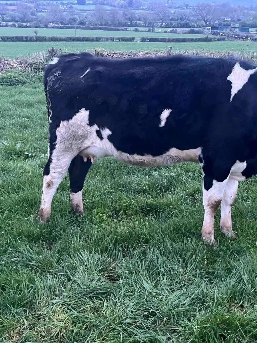 3 high EBI in-calf friesian heifers - Image 2