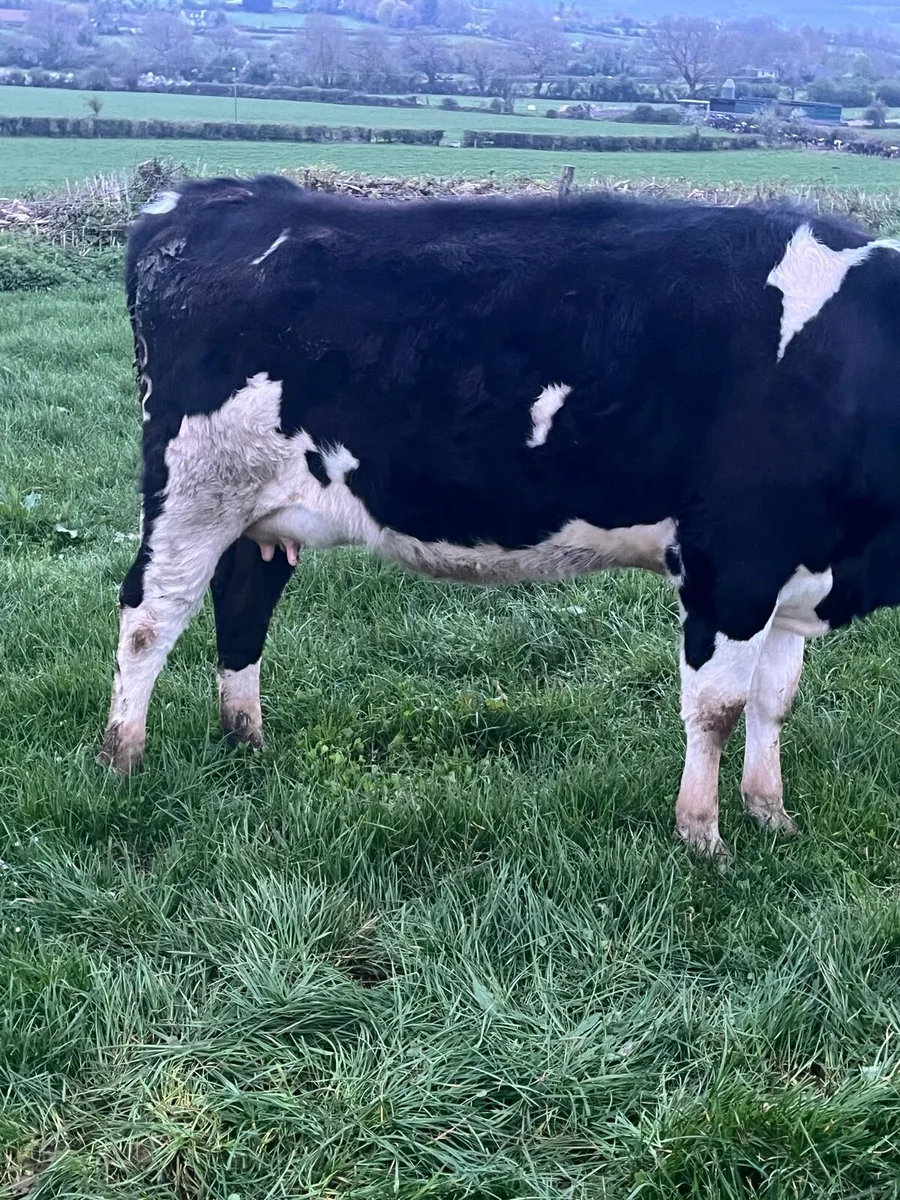 3 high EBI in-calf friesian heifers - Image 1