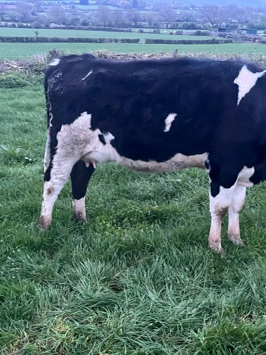 3 high EBI in-calf friesian heifers - Image 3