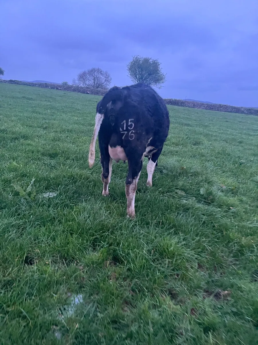 3 high EBI in-calf friesian heifers - Image 4