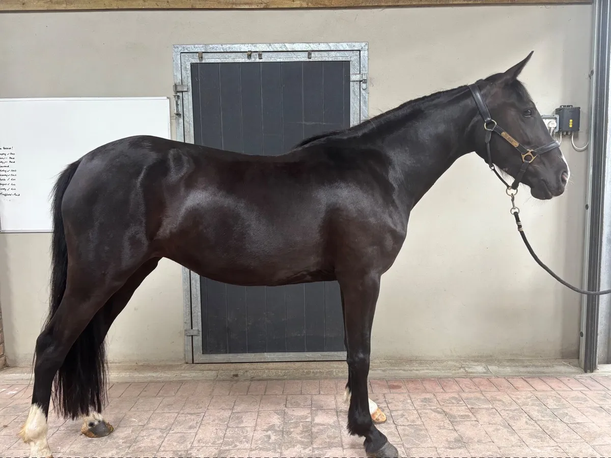 14.2 Pony For Sale - Image 3