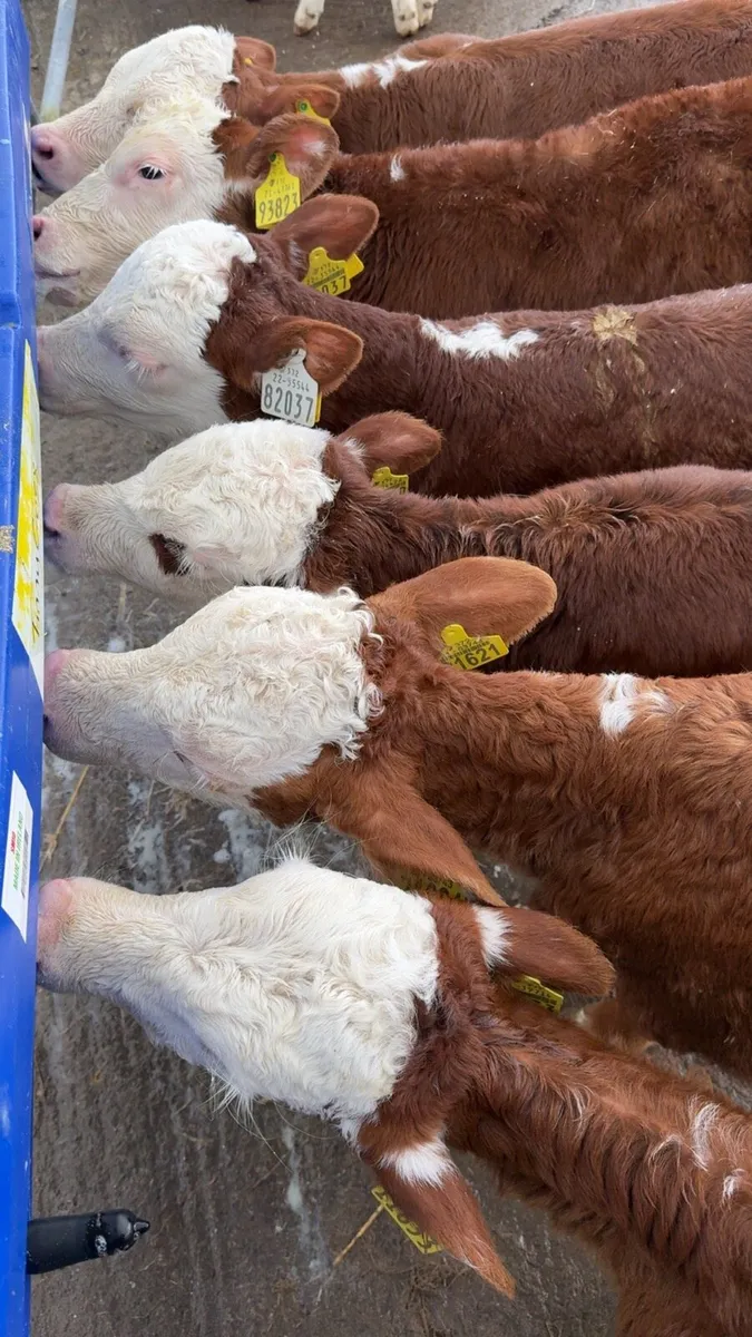 6 red Whithead heifers - Image 2