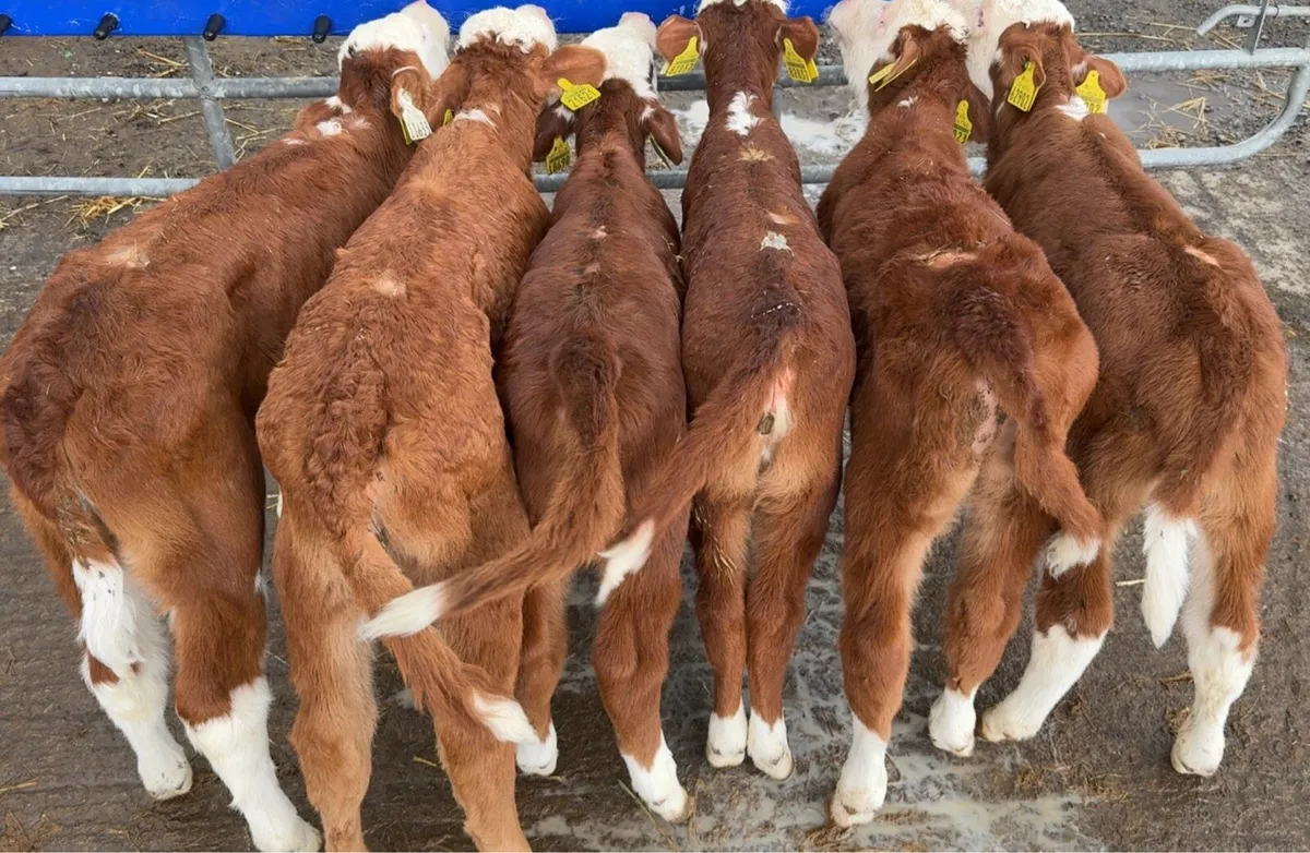 6 red Whithead heifers - Image 1