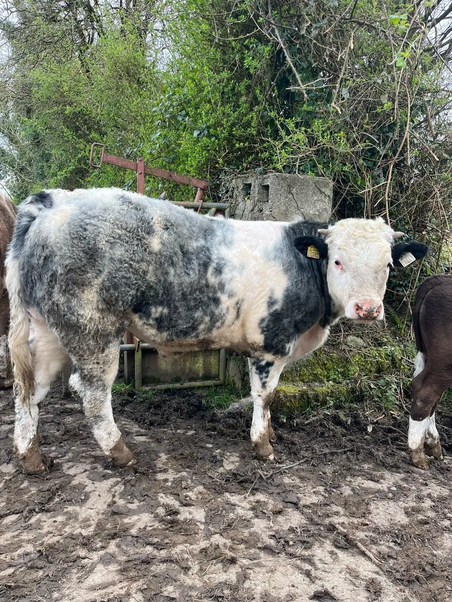 Belgian Blue bullock - Image 1