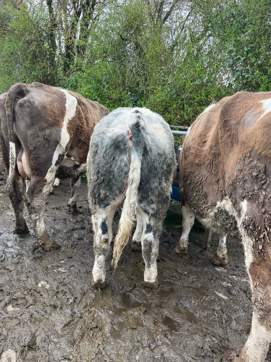Belgian Blue bullock - Image 4