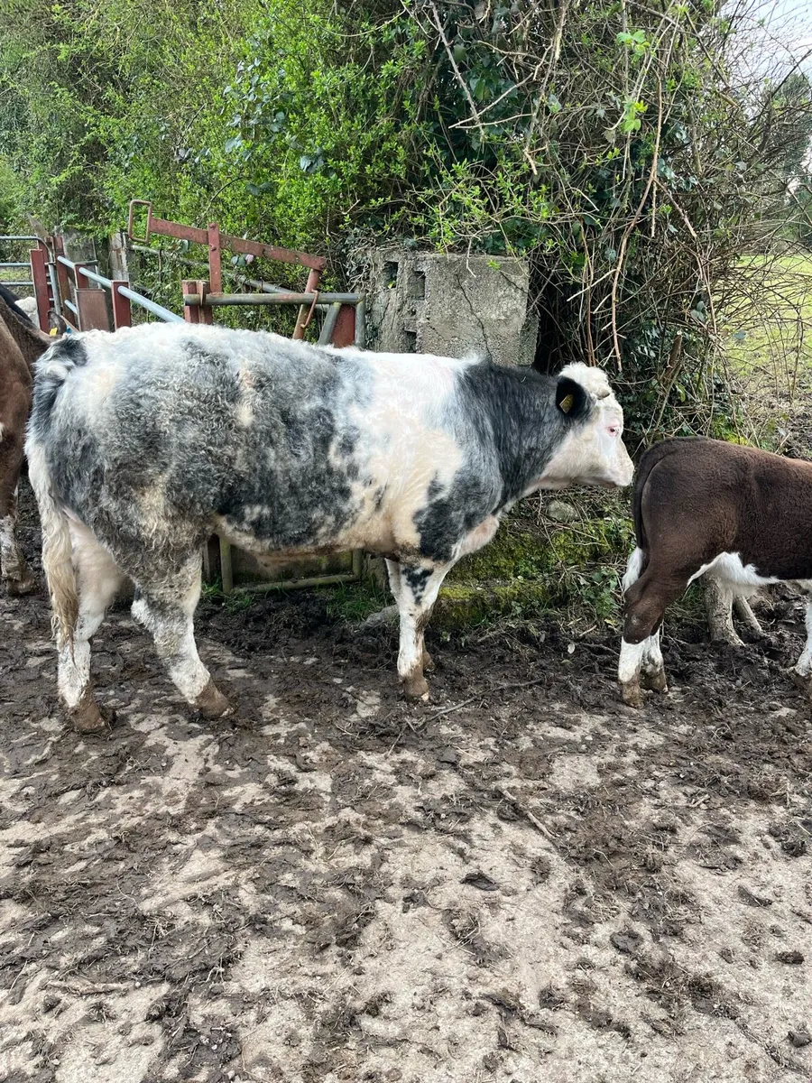 Belgian Blue bullock - Image 2