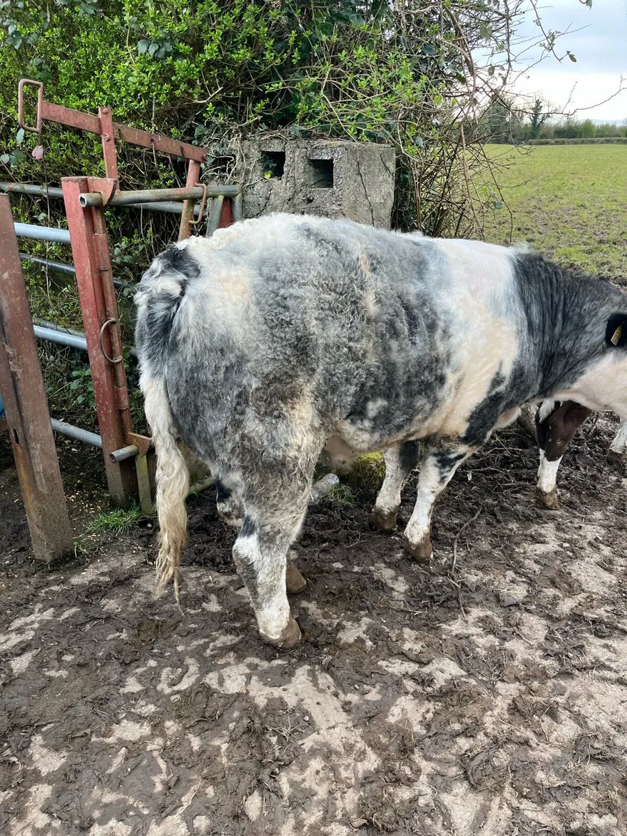Belgian Blue bullock - Image 3