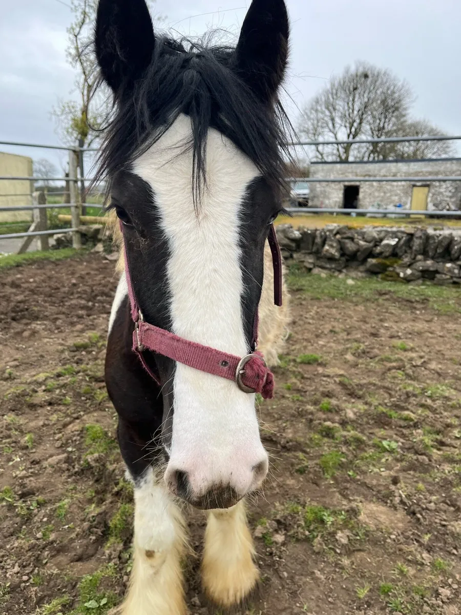 10 Month Old Colt Cob - Image 2