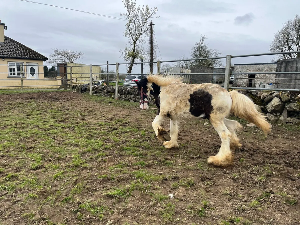 10 Month Old Colt Cob - Image 3