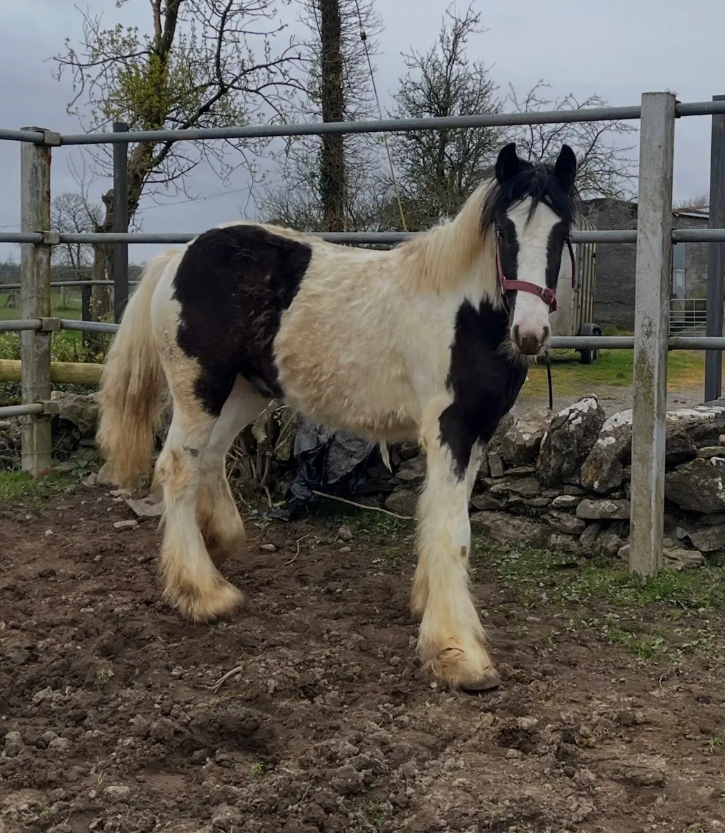 10 Month Old Colt Cob - Image 1