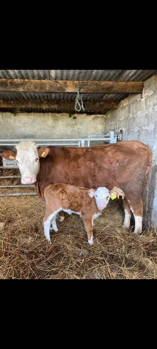 Suckler cow with heifer calf - Image 1