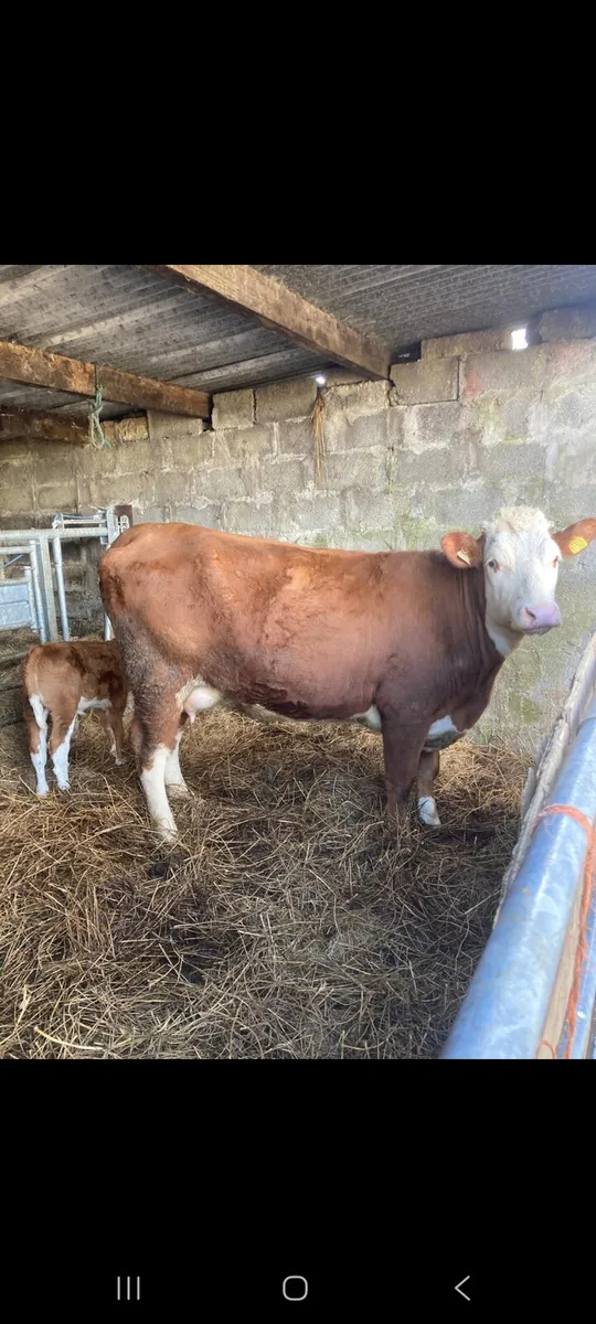Suckler cow with heifer calf - Image 2