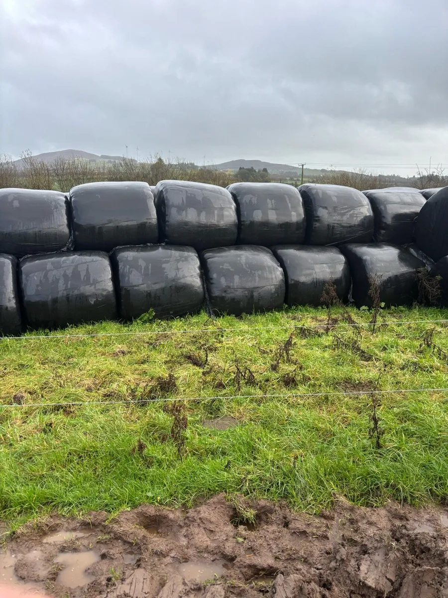 Silage bales - Image 2