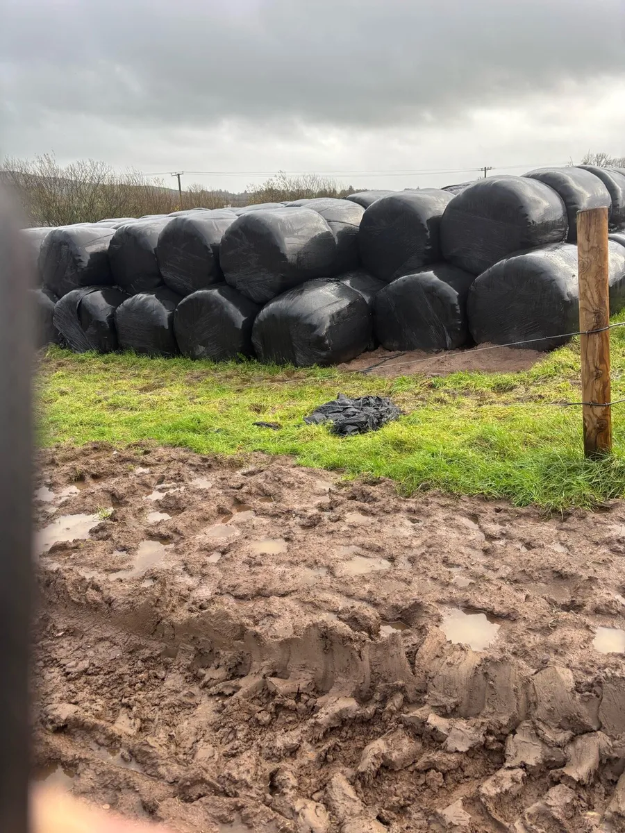 Silage bales - Image 1