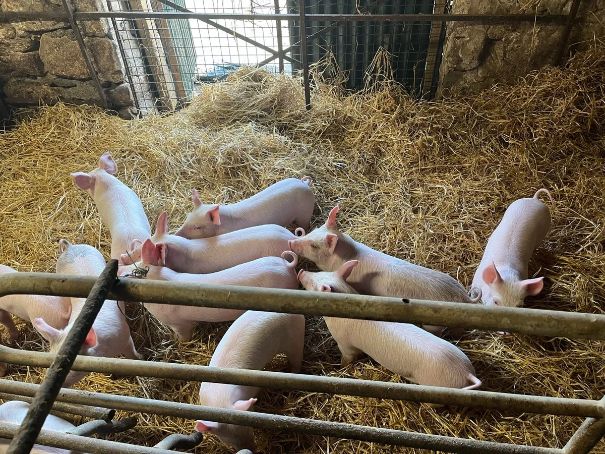 Pigs - Image 1