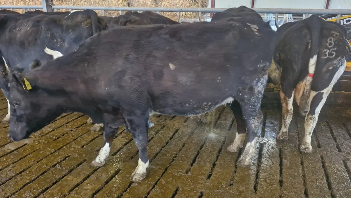 May calving cows - Image 2