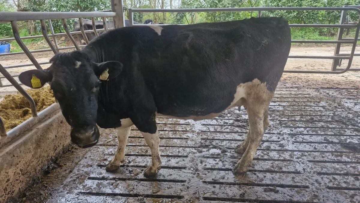 May calving cows - Image 3