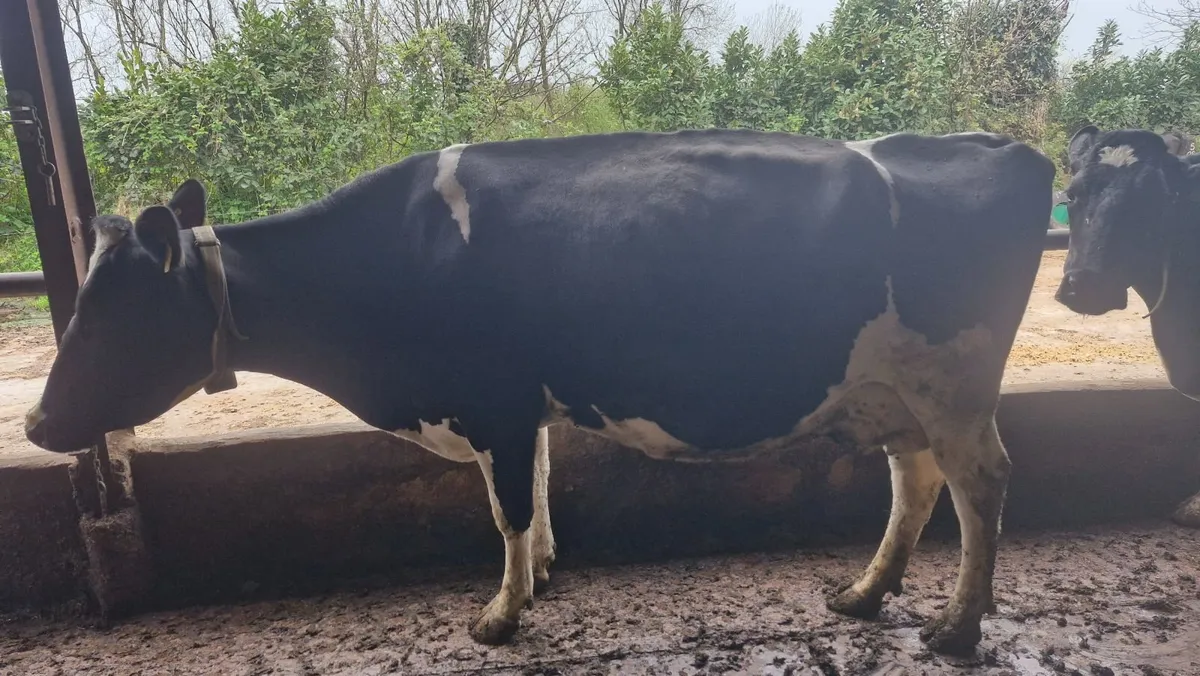 May calving cows - Image 1