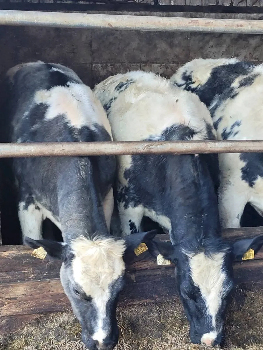 ⭐7 Belgian Blue & 2 Angus AI Heifers⭐ - Image 2