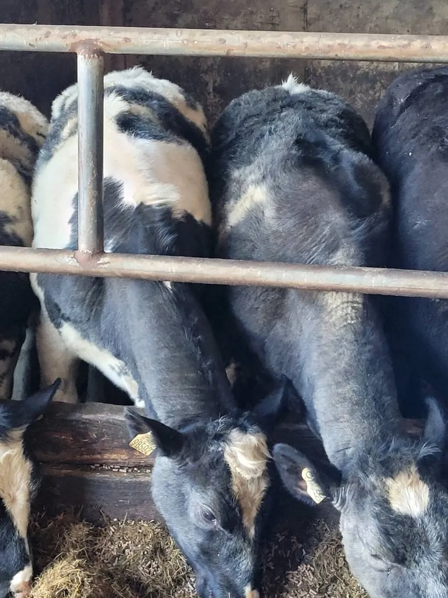 ⭐7 Belgian Blue & 2 Angus AI Heifers⭐ - Image 3
