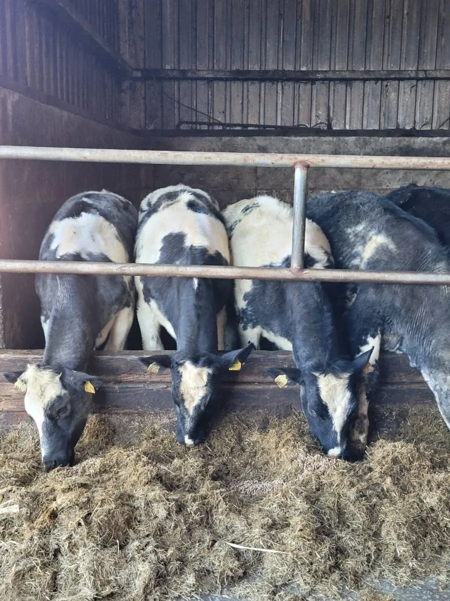 ⭐7 Belgian Blue & 2 Angus AI Heifers⭐ - Image 1