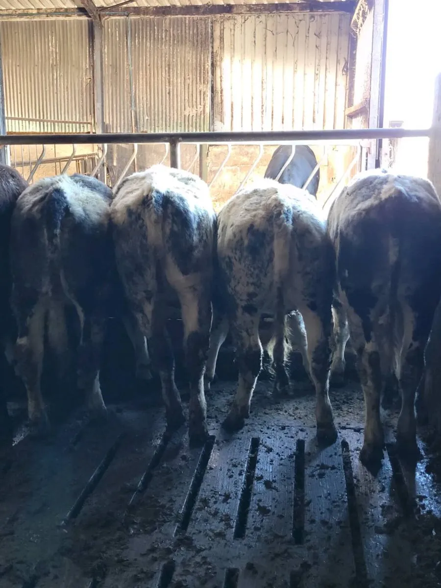 ⭐7 Belgian Blue & 2 Angus AI Heifers⭐ - Image 4