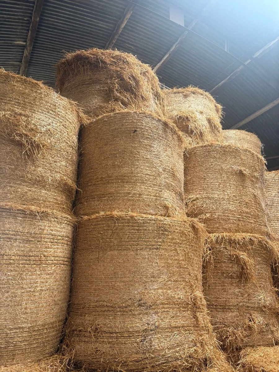 Spring Barley Straw - Image 1