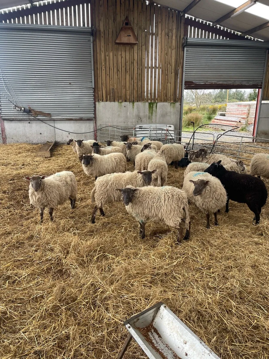 Charollais cross mayo mountain ewe lambs - Image 2