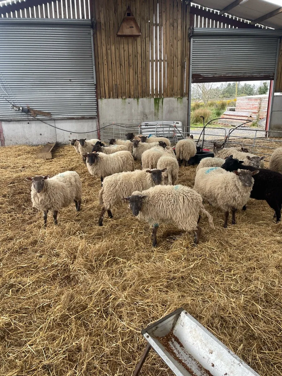 Charollais cross mayo mountain ewe lambs - Image 1