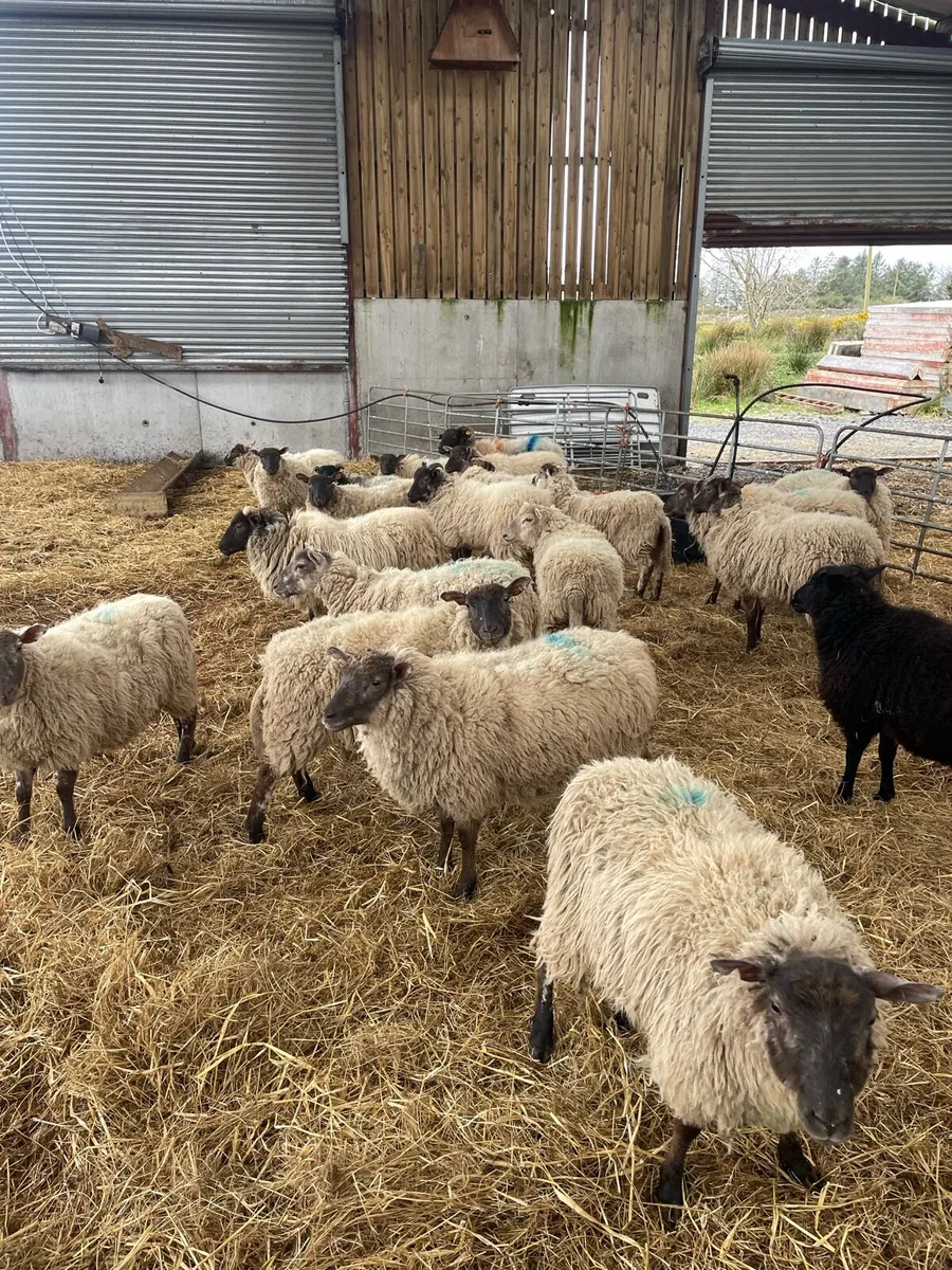 Charollais cross mayo mountain ewe lambs - Image 3
