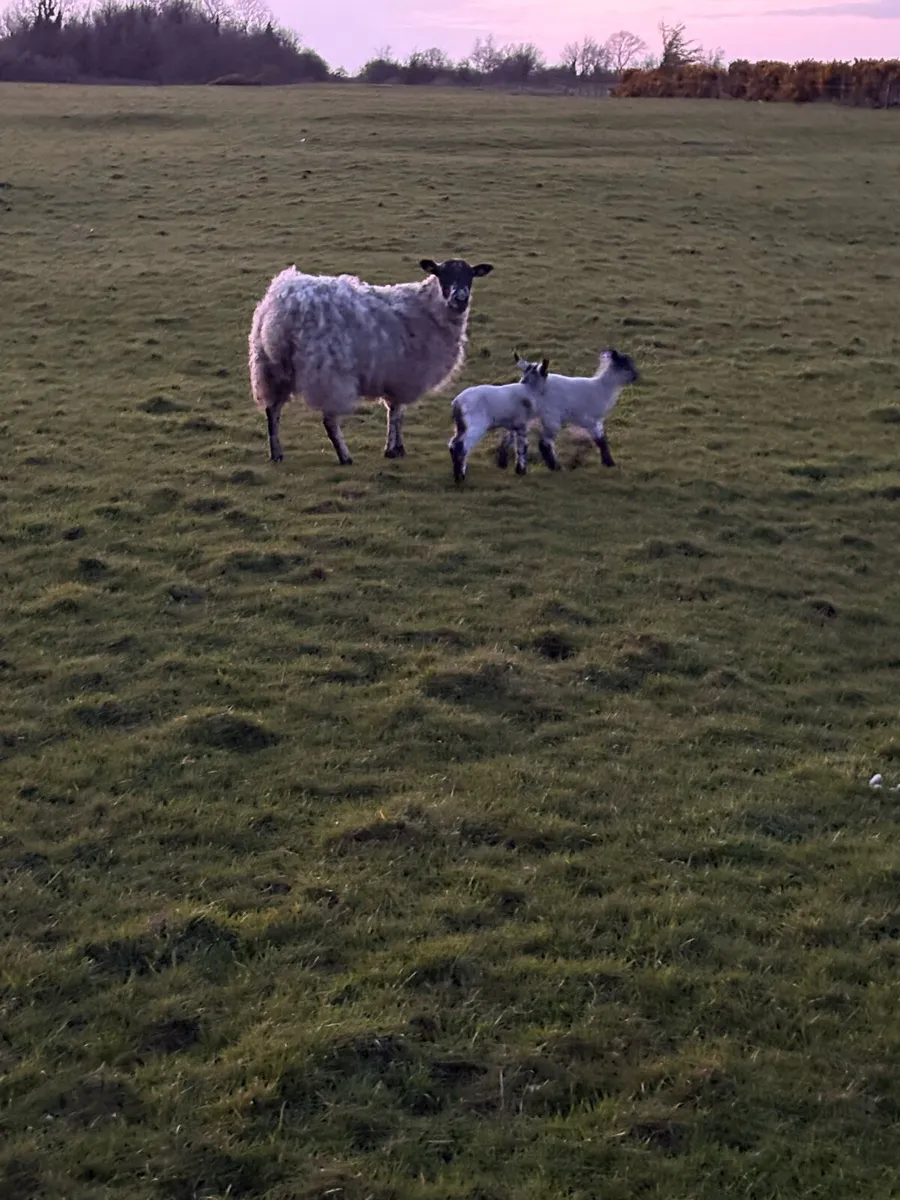 50 ewes 75 lambs - Image 1