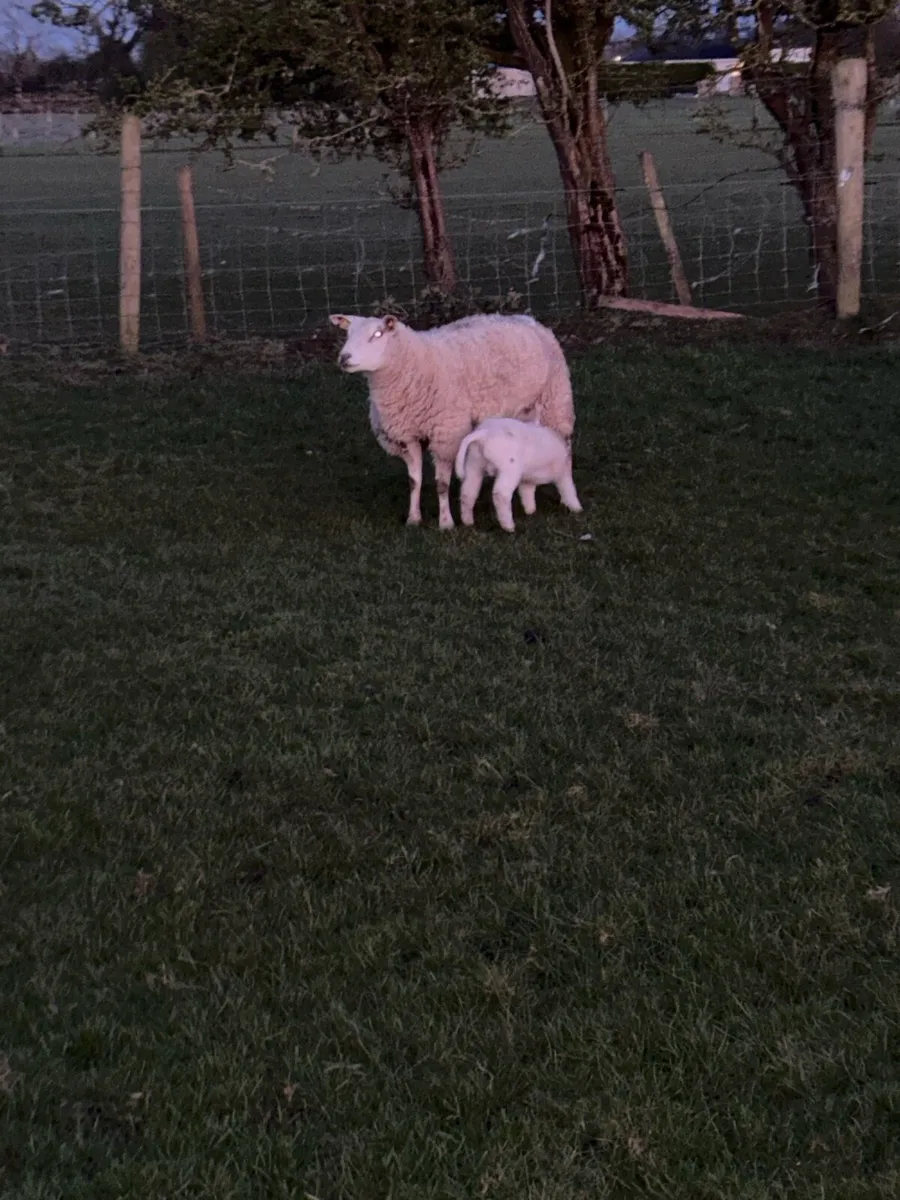 50 ewes 75 lambs - Image 2