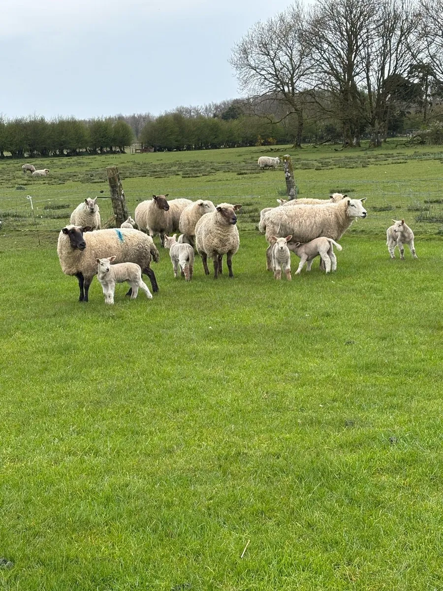 50 ewes 75 lambs - Image 3