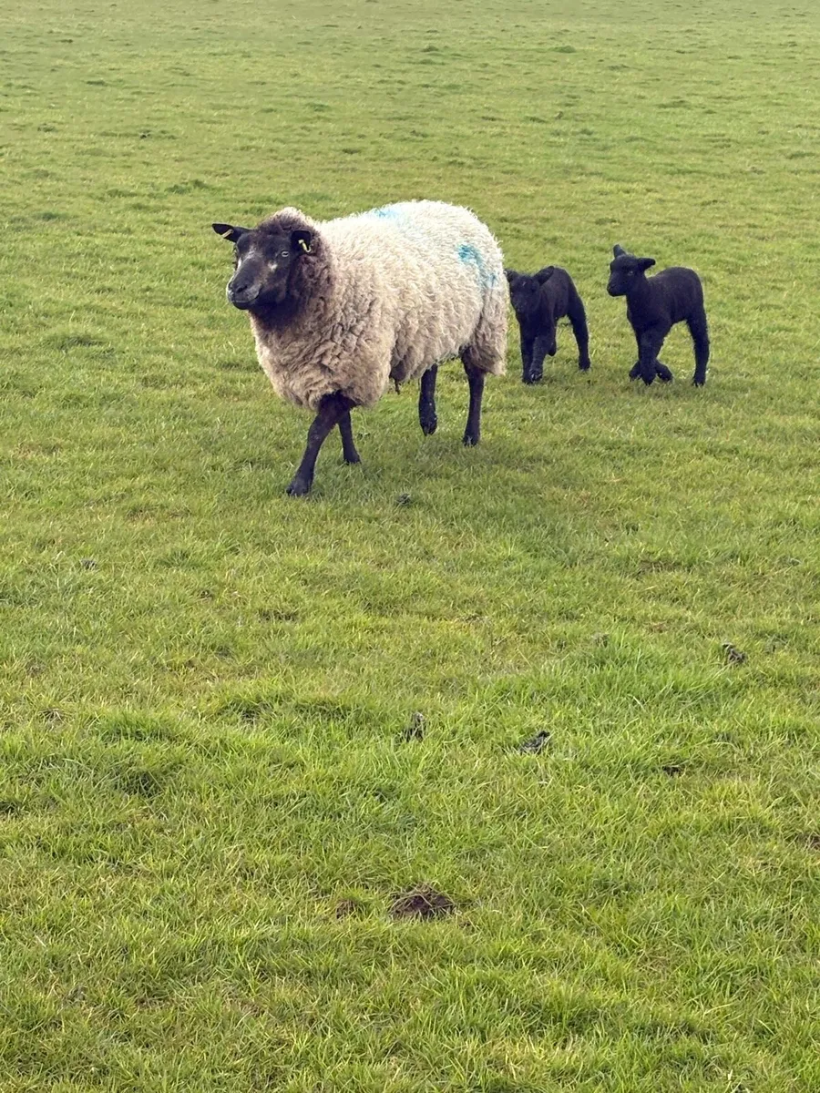 50 ewes 75 lambs - Image 4