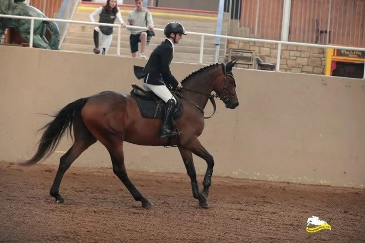 Serious potential eventer - Image 4