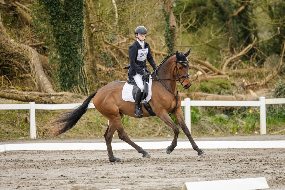 Serious potential eventer - Image 1