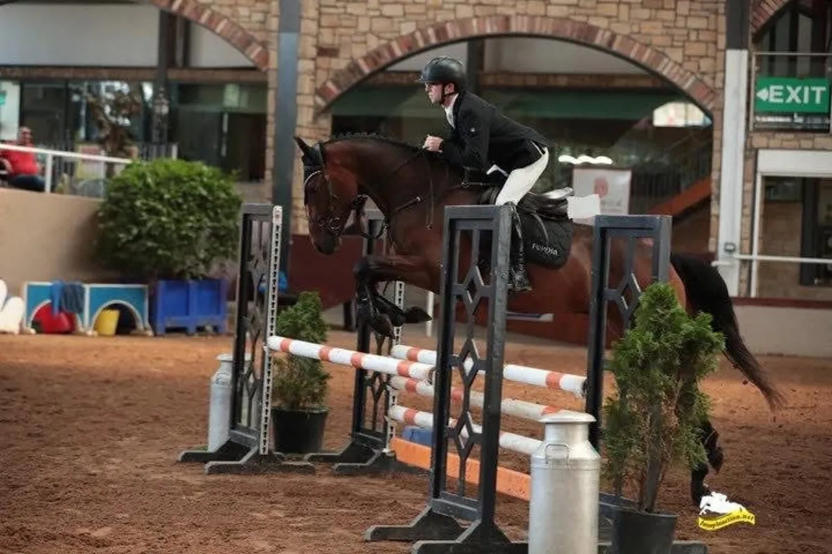 Serious potential eventer - Image 3