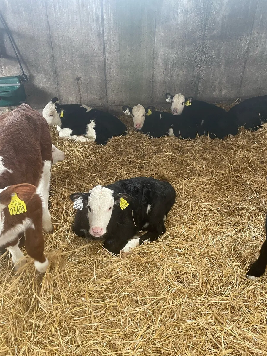 Beef calves - Image 1